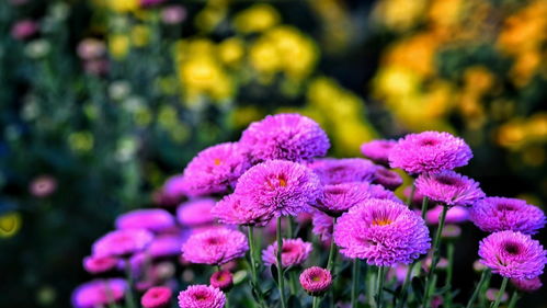 2021年花卉苗木種植與技術咨詢指南