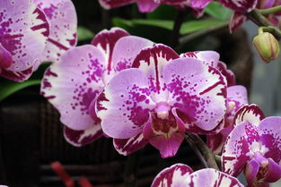 花卉市場隨拍 苗木種植及技術咨詢