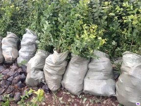 泰安國富苗木 廣東藍莓苗供應、優惠價格及種植技術指南