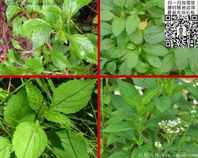 敗醬草種子價格、圖片及種植技術全解析——江蘇沭陽長景園林苗木場專業指南