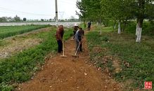 岐山今春栽植苗木256萬株，助力生態建設與產業發展