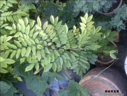 浩浩親手種植的海南黃花梨樹苗 苗木種植與技術咨詢