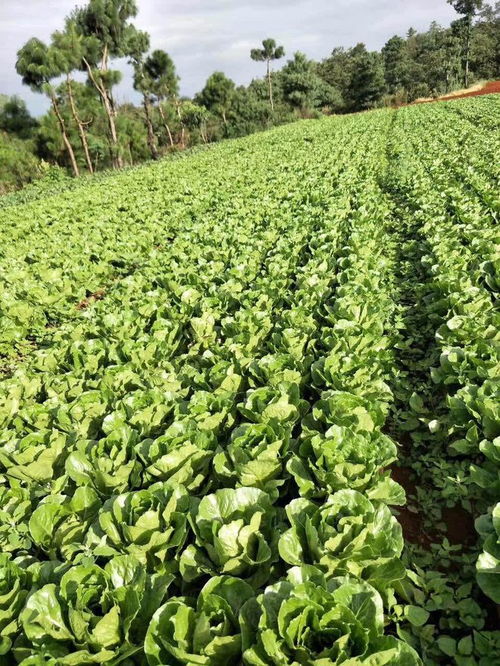 科技賦能生態農業 天泰農業攜手省農科院共建高原苗木產業新標桿