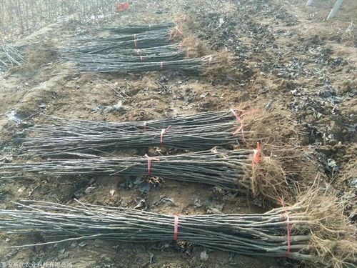 魯麗蘋果樹苗供應與成長特性全解析