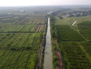 技術賦能，花木產業迎變革 苗木種植生產技術或迎新升級