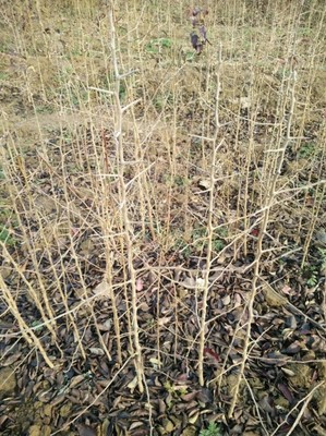 杜梨苗市場行情概覽與種植技術全解析