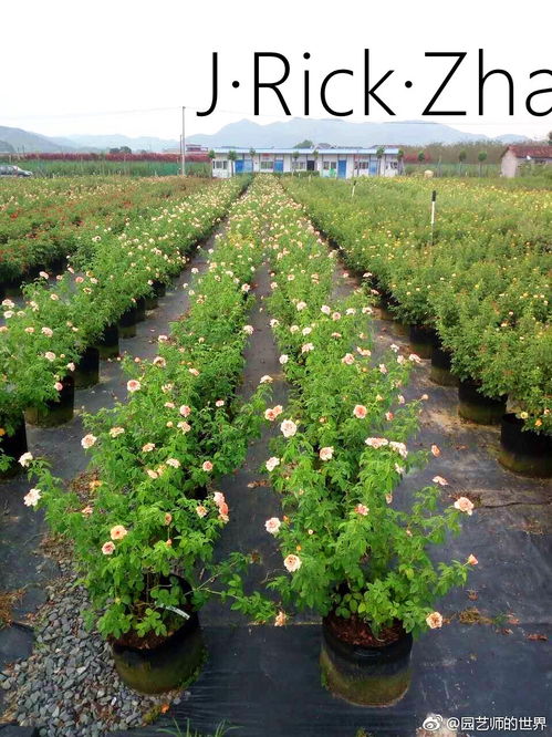 未來苗圃生產基地的發展方向 苗木種植與技術咨詢的融合創新