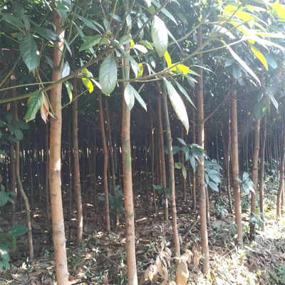 浙江楠苗木市場行情與種植技術全解析