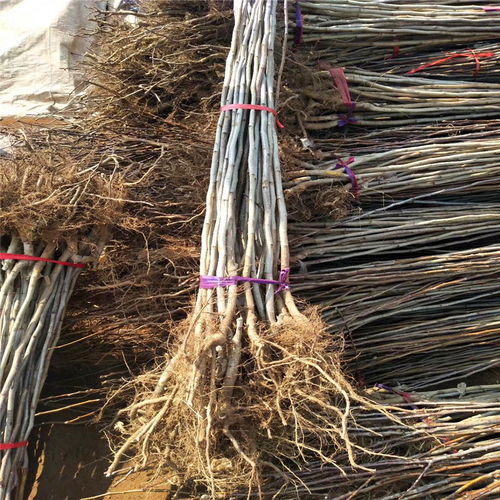 甜山楂樹苗種植技術與銷售電話全指南